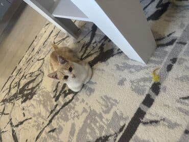 munchkin pişik: Qızılı scottish Oyunsevər, maraqlıdır, interaktiv oyuncaqlarla — 5