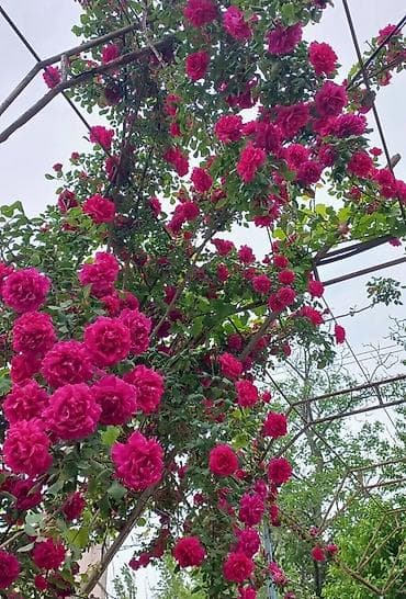 мох: Dırmaşan qızılgül kolları – parlaq qırmızı, iri, çox ləçəkli çiçəklər — 3