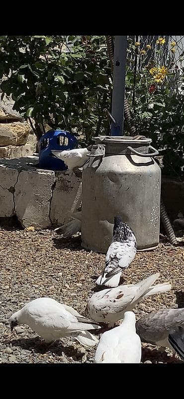 goyercin bazari: Qara baş ərkey — 3