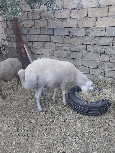 en iri it cinsi: Ana bala qoyun quzu satılır — 4