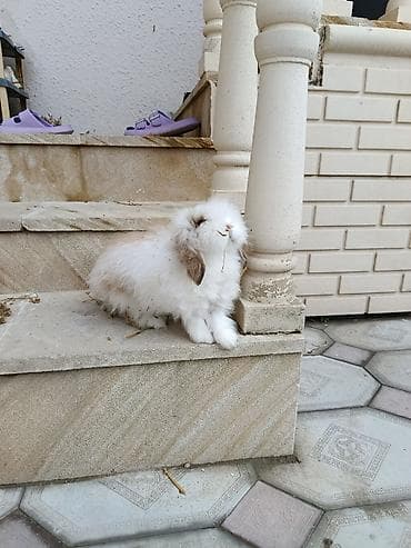 dovşanlar: Tuklu erkey dovşandı ele verdişdi — 3