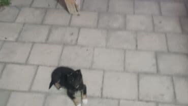 ingilis setteri it cinsinin digər adı nədi: Alman Ovçarkası - Cinsə bənzər görünüş: qara rəng üstünlükdə, qəhvəyi — 5