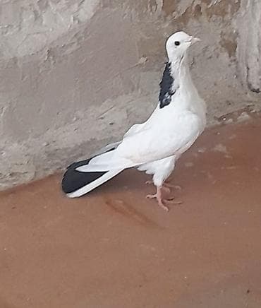 Göyərçinlər: 13 tuk erkeydi tuleydedi — 5