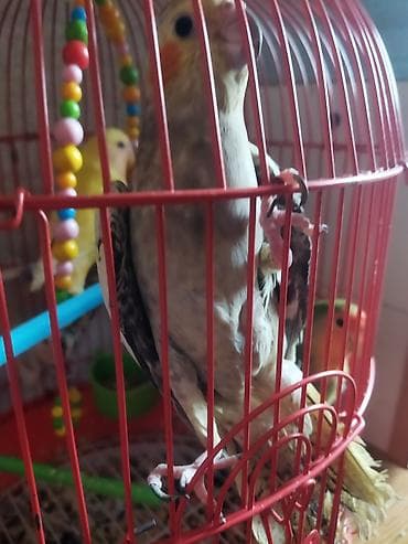 Собаки: Salam təcili satılır 30 AZN dişi maya — 3