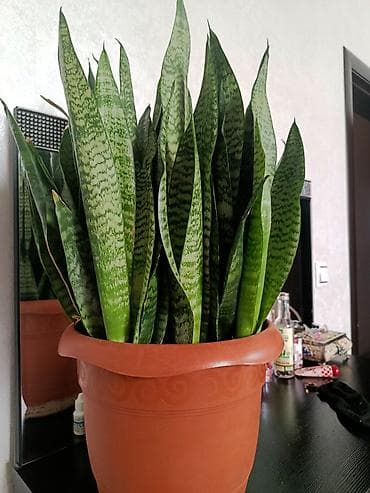 su samuru: Sansevieria (Qaynana dili) – iri ölçülü, sıx koldur. - Yapraklar — 2