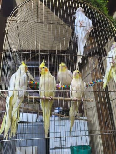 Kafesdəki bu kokatiel quşları ev heyvanı kimi saxlamaq üçün əla