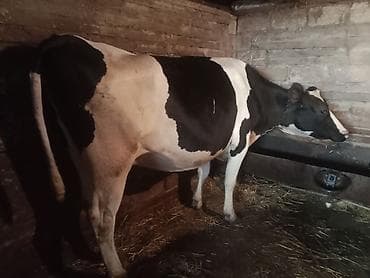 balali inək: Temiz cins inekler satilir 2 ci qarina 8 ay boqazdilar! — 4