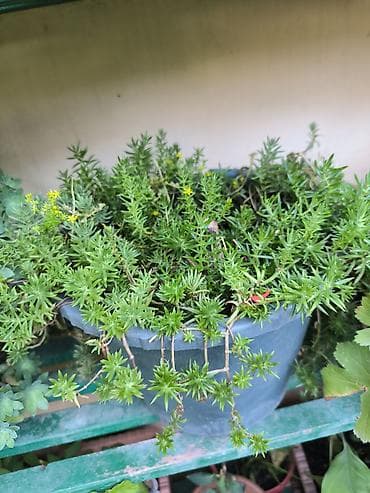 bitkiler: Asparaq Gusquluğu (Asparagus densiflorus ‘Sprengeri’) – dekorativ otaq — 1