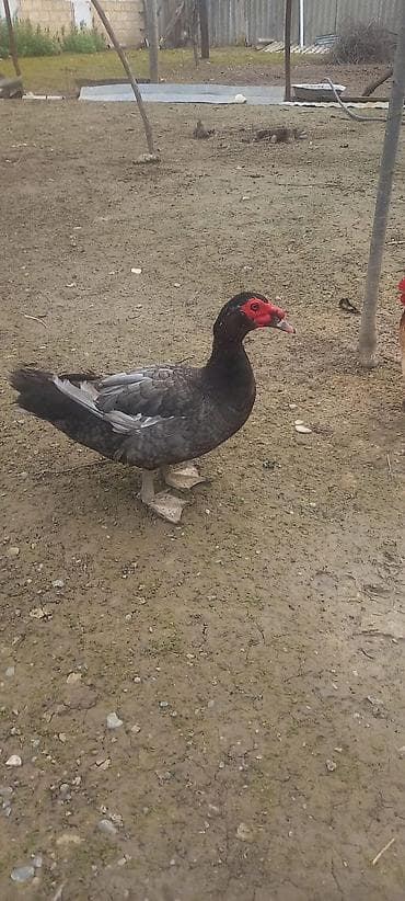 ordək balası və cucə: Bir cüt macar satılır Erkək təmiz qandır aktiv heyvandir, dişi — 1