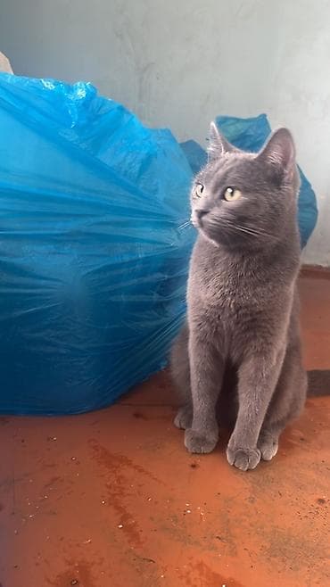 berde mal bazari: Dişi — 1