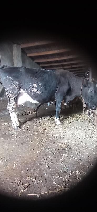 heyvalar: Süd yönümlü inək qara-ağ rəngli, buynuzlu - Sağım üçün iri və dolğun — 4