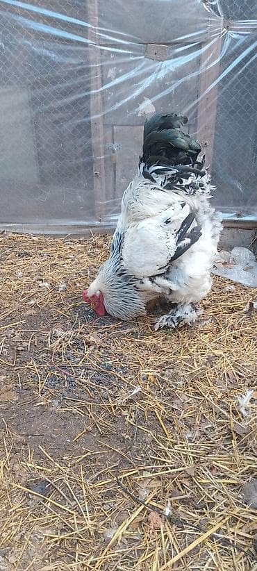 ucuz toyug: Toyuq, Brama, Damazlıq — 10