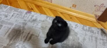 pişik cüt: Britan, Erkək, Dişi, Ünvandan götürmə — 4