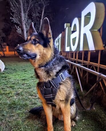 cütləş: Alman çoban iti, 9 il, Erkek, Cütləşmə üçün, Ünvandan götürmə — 1