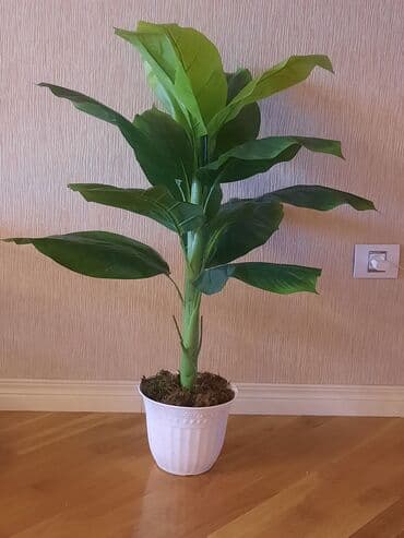 suni güllər: Təzədir — 1