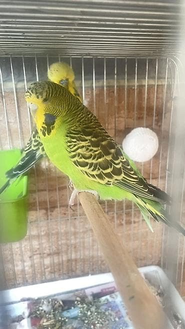 gence quşlar: Məhsul: Dalmatian naxışlı yaşıl-sarı “budgerigar” (dalğıç papağan) – — 6