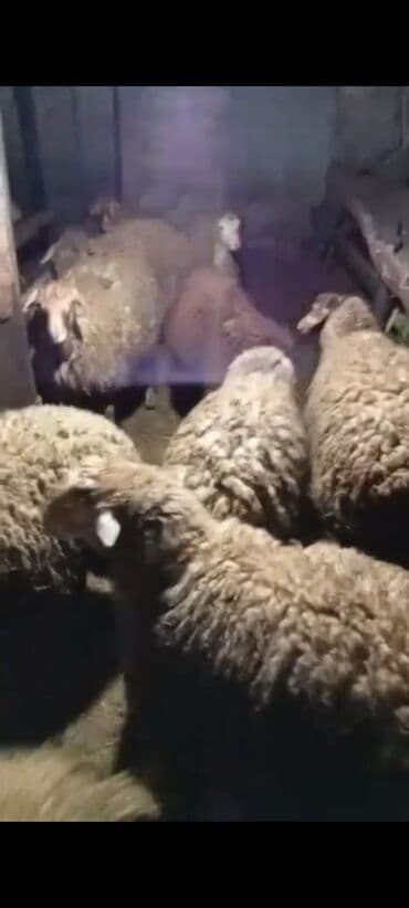 xamilyon ne demek: Quba rayonu Nügədi qazmalar kəndində satış məqsədilə — 1