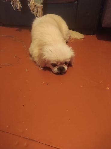 Pekines, 1 il, Dişi, Peyvəndli, Ünvandan götürmə lalafo.az -da Pekines, 1 il, Dişi, Peyvəndli, Ünvandan götürmə