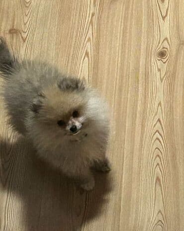 İtlər: Şpitz, 1 il, Dişi, Ünvandan götürmə, Pulsuz çatdırılma, Ödənişli çatdırılma — 2