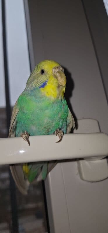 Quşlar: Məhsul: Dalmatian rəng çaları olan dimdikli, yaşıl-mavi-sarı tonlarda — 10