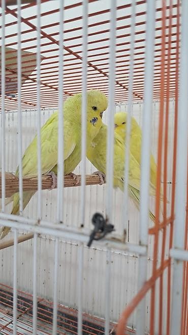 əl guzgusu: 2 erkək çex balaları — 2