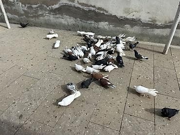 Gəmiricilər: Quwdar kom 5 manatdan satilir Xirdalandadi. Tek tek 5-10 manat — 4