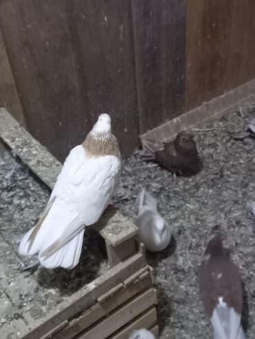 goyərcin satılır: Sarı xamut mayadı sağlam problemsiz quşdu - Rənglər: ağ, qəhvəyi, qara — 1