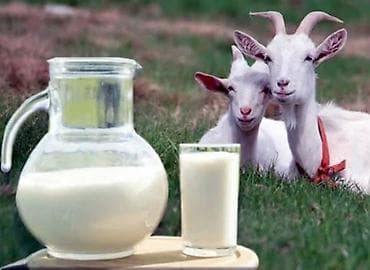 Keçi südü - 5 manat.Keçi pendiri- 20 manat. Keçi piyi(300gr.) - 10