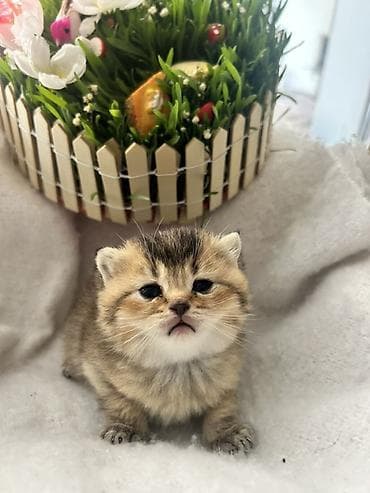 ag pisik: Britan, Erkək, Ödənişli çatdırılma — 1