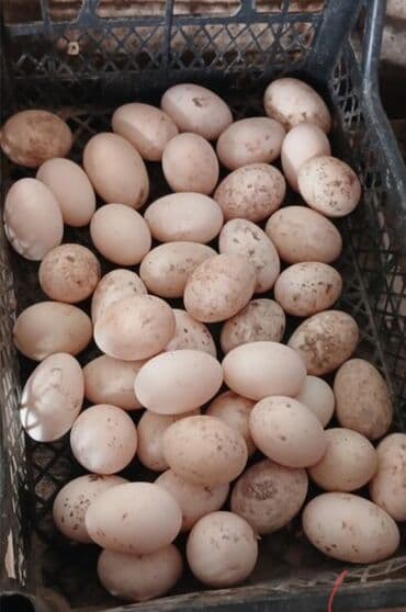 Mayalı Yerli və Rusiya cinsi Qaz yumurtaları TAM MAYALI . ÇATDIRILMA