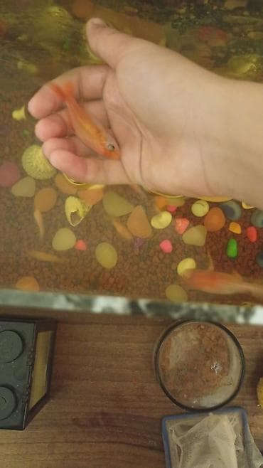 heyvan satisi: Qızıl balıq, Sülhsevər — 3