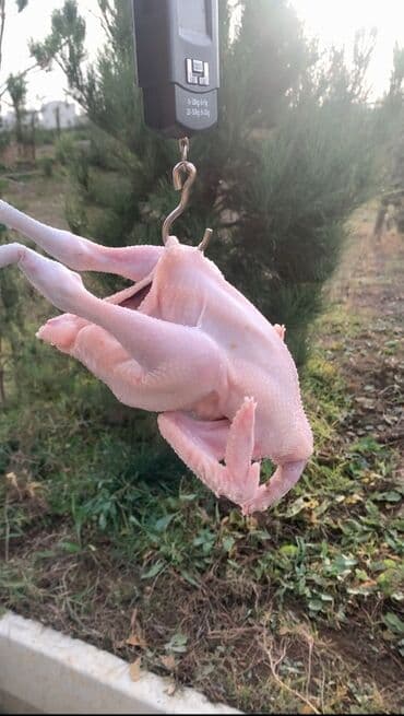 Süd məhsulları və yumurtalar: Tez bişən çolpalar – təmizlənmiş, hazır kəsim. - Növləri: kənd — 3