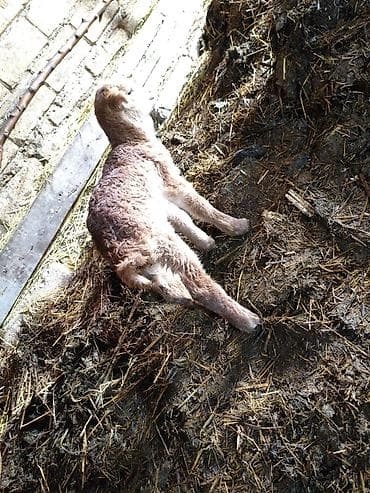 körpə quzu: Qızılı-qəhvəyi yunlu quzu erkək - Növ: qoyun/quzu - Rəng — 2