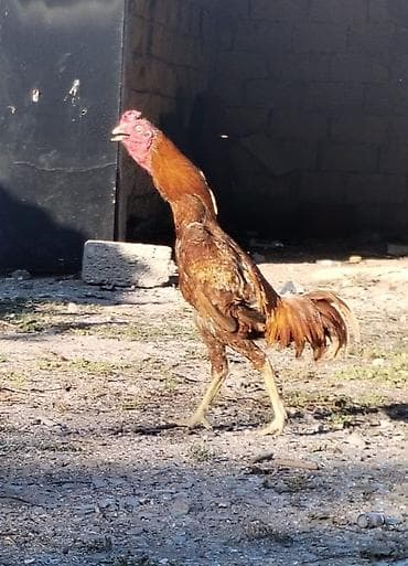 at satilir: Diqqətlə oxu 👉 qiymət razılaşma yoluynan Salam yaxşı qan xətti xoruz — 3