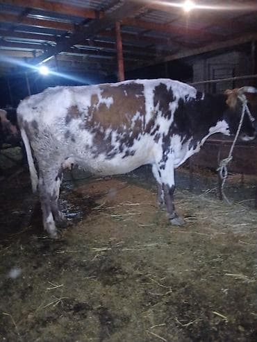 cins buzovlar: Salam aleykum əvvəla 4 qarına doğmağa 1 ay qalıb çox südlü heyvandı 14 — 1