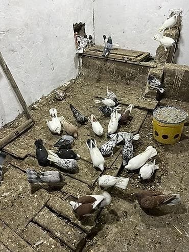 afçarka satışı: Kom ve tektek heyvanların satışı ebreşder var qarabaşdar var — 7