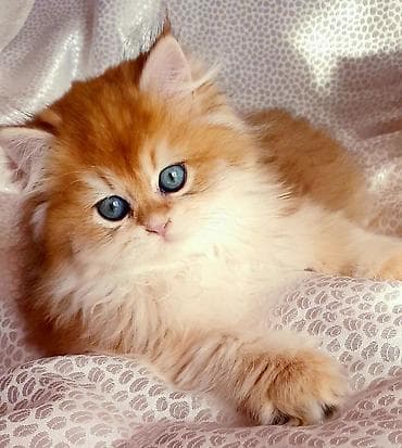 Digər heyvanlar: Erkək, Ünvandan götürmə — 2