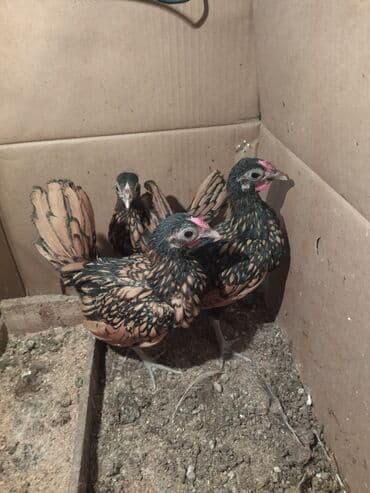 Heyvanlar üçün mallar: Toyuq, Damazlıq, Ünvandan götürmə — 4