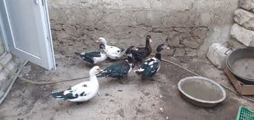 kayuqa ördək: Salam erkey disi ordekler satilir saglam maldilar ehtiyac oldugunan — 2