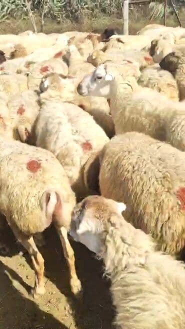 bakida cins ineklerin satisi: Dişi, il: 1, 50 kq, Damazlıq, Ünvandan götürmə — 5