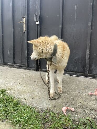 satliq ov itleri berde: Akita-inu, 9 ay, Dişi — 3