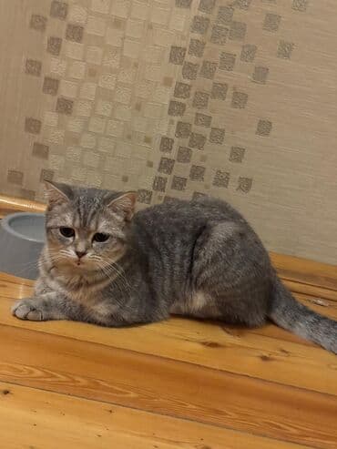 pişik bala: Şinşilla, Dişi, Yaxşı əllərə, Ünvandan götürmə — 1