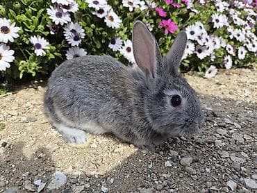 eşşək qiyməti: Saqlam dovşan balaları,ucuz qiymətə tələsin!!! — 1