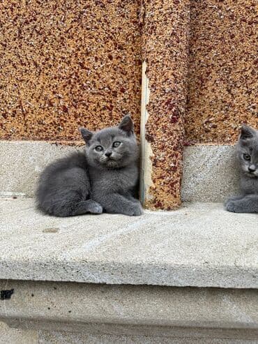 şotlan pişik: Şotland yastı qulaq, Erkək, Dişi, Yaxşı əllərə, Ünvandan götürmə, Pulsuz çatdırılma, Ödənişli çatdırılma — 135