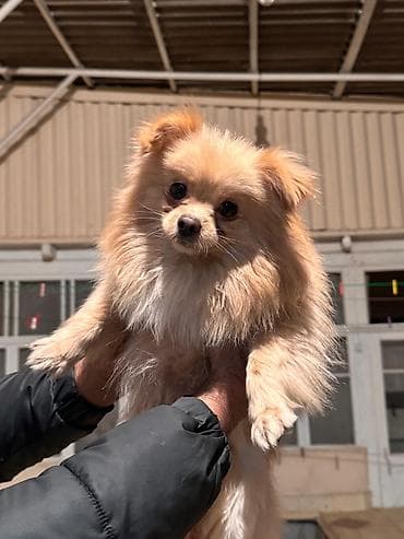 itler pikines type 1: Şpitz — 9