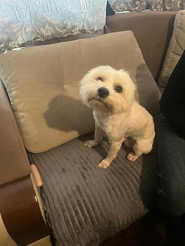 EV ITI IYNESI VURLUB HECBIR XESDELYI NASAZLQI YOXDU DIL QANIR