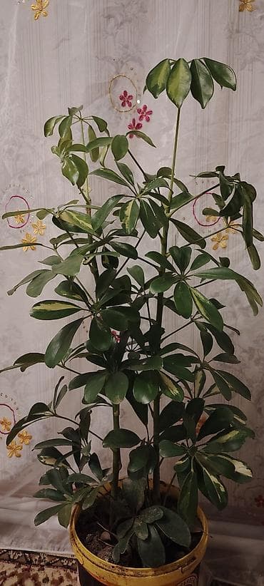 Şeflera (Schefflera arboricola) otaq bitkisi - Növ: Şeflera