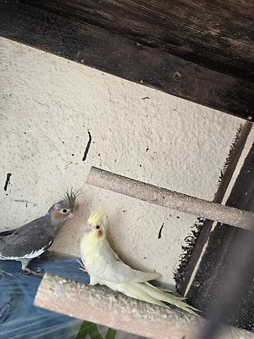 bulbul qusu: Nimfa papuqayları (2 ədəd cüt) - Növ: Nimfa (Cockatiel) - Rənglər: - — 4