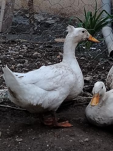 erkey dana: Erkək, Yumurtalıq, Ünvandan götürmə — 4