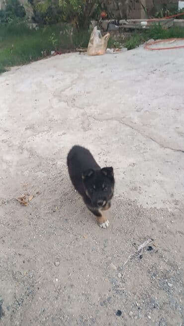 qara afçarka balası: 2 ay, Dişi — 1